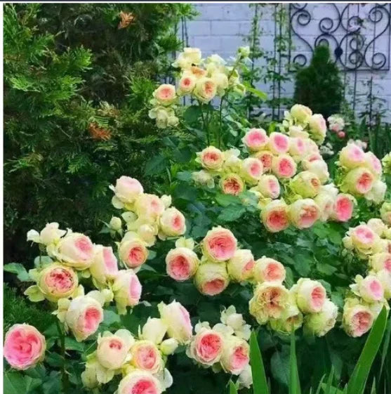 🔥 Last Day Sale Price | 🌹Climbing Vine Rose Flower Seeds🌹