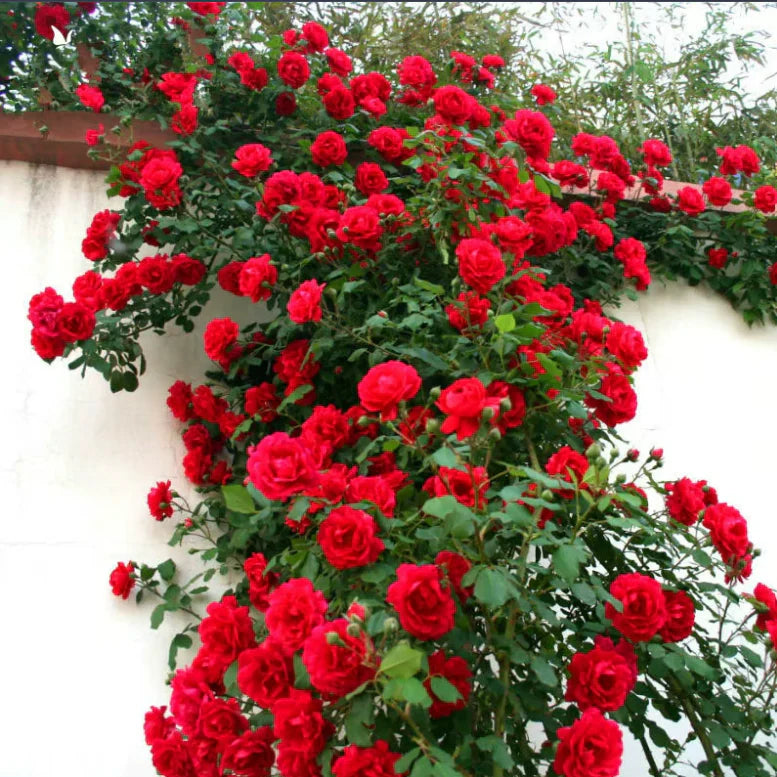 🔥 Last Day Sale Price | 🌹Climbing Vine Rose Flower Seeds🌹