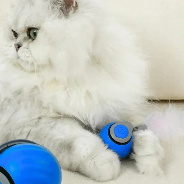 Whisker Chase Ball