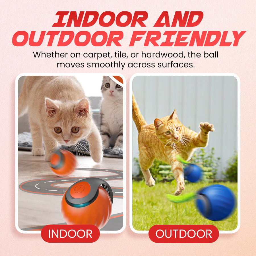 Whisker Chase Ball