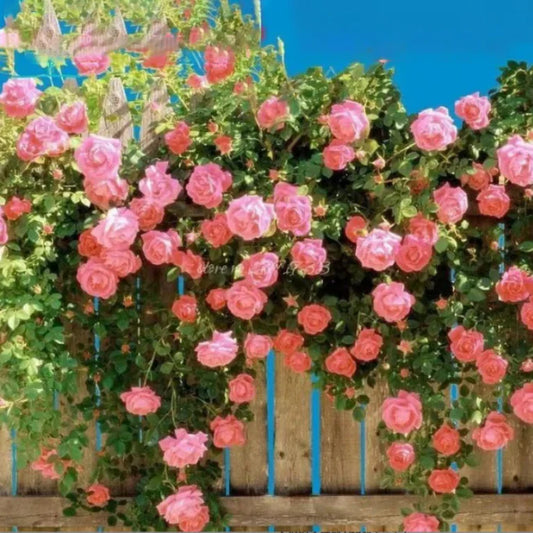 🔥 Last Day Sale Price | 🌹Climbing Vine Rose Flower Seeds🌹