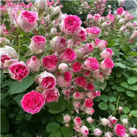 🔥 Last Day Sale Price | 🌹Climbing Vine Rose Flower Seeds🌹