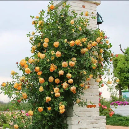 🔥 Last Day Sale Price | 🌹Climbing Vine Rose Flower Seeds🌹